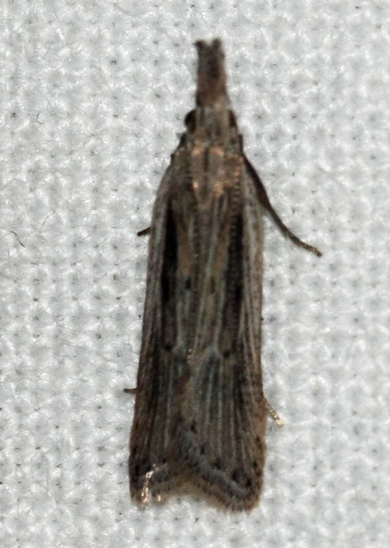 pleurota spec. of Crete ( Greece): speciesname?